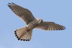 Contact With Common Kestrel