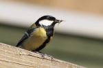 Great Tit With A Spider