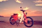 Street Cub On Sunset