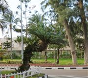 Palm