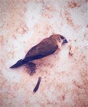 If These Wings Could Fly 