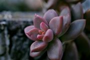 Purple Succulent