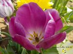 3 Flowers In One