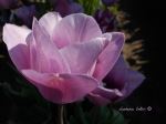 Lavender Lover Flower
