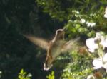 Rufous Hummingbird Feeding On Blackberry Flowers