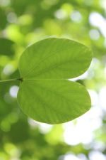 A Letter To Nature