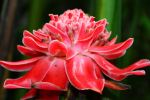 Showoff Flower