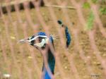 Beautiful Peacock