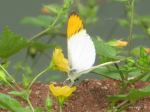 Butterfly Having Lunch