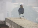 Crow Takes Off