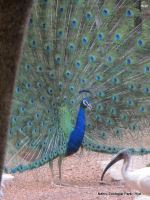 Dancing Peacock