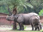 Rhino Feeding Baby