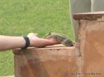Squirrels Lunchtime