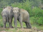 The Giant Couple Elephants