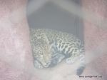 The Silent Threat Leopard