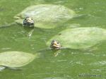 Turtles