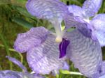 Vibrancy Of Purple 