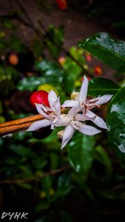 Coffee Flower