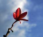 The Sky So High