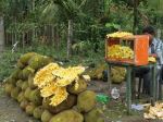 Livelihood