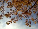 Fall