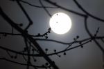 Harvest Moon