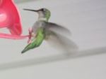 Hummingbird