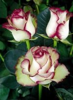 Roses Are Red