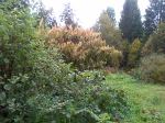 Autumn Colors In The Garden