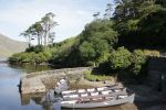 Boats And Trees