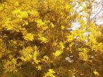 Blooming Flowers