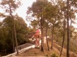 Serenity Among Tall Pines