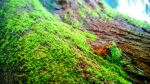 Green Scape