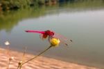 Pink Hopper