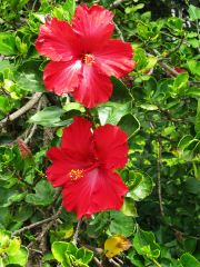 Pretty Red Flower