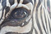 Eye Of The Zebra