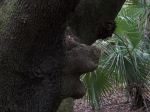 Bear Tree