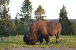 Bison