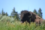 Bison Relaxed