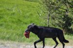 Black Wolf