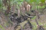 Florida Creek