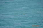 Sea Turtle