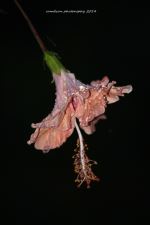 Hibiscus After Rain
