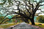 Raintree Walk Taiping