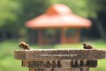 Sparrows In A Sunny Day
