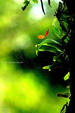 Spider Web After Rain