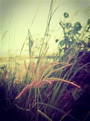 Beauty In The Midst
