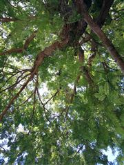 Under The Tree