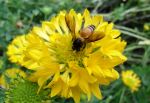 Honey Bee