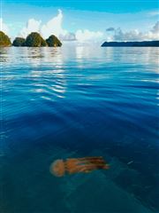 Fish In Jellyfish